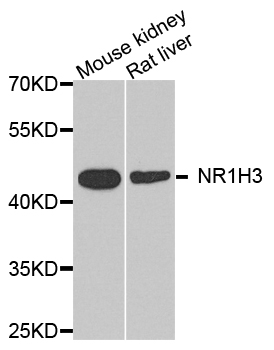 Rabbit anti-NR1H3 Polyclonal Antibody