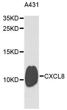 Rabbit anti-CXCL8 Polyclonal Antibody