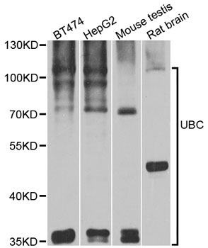 Rabbit anti-UBC Polyclonal Antibody