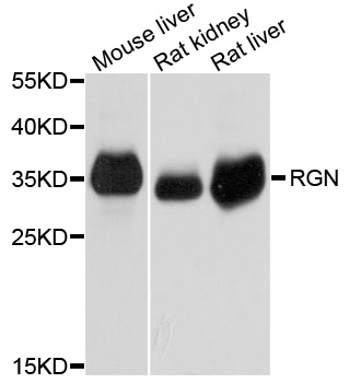 Rabbit anti-RGN Polyclonal Antibody