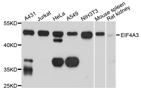 Rabbit anti-EIF4A3 Polyclonal Antibody