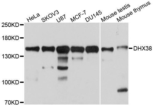 Rabbit anti-DHX38 Polyclonal Antibody