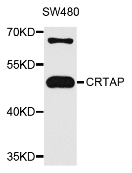 Rabbit anti-CRTAP Polyclonal Antibody
