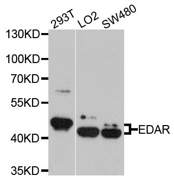 Rabbit anti-EDAR Polyclonal Antibody