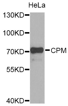 Rabbit anti-CPM Polyclonal Antibody