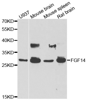 Rabbit anti-FGF14 Polyclonal Antibody