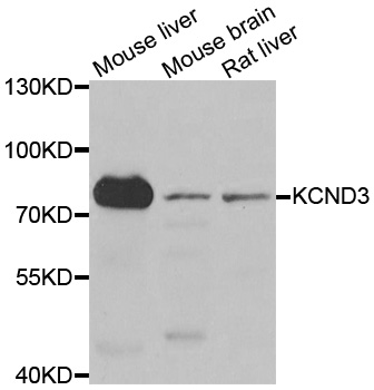 Rabbit anti-KCND3 Polyclonal Antibody