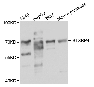 Rabbit anti-STXBP4 Polyclonal Antibody