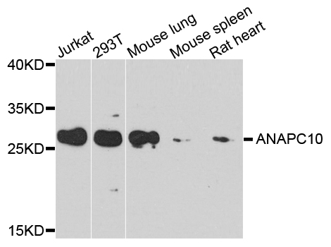 Rabbit anti-ANAPC10 Polyclonal Antibody