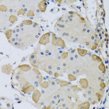 Rabbit anti-ANAPC10 Polyclonal Antibody