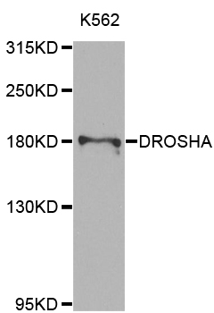 Rabbit anti-DROSHA Polyclonal Antibody