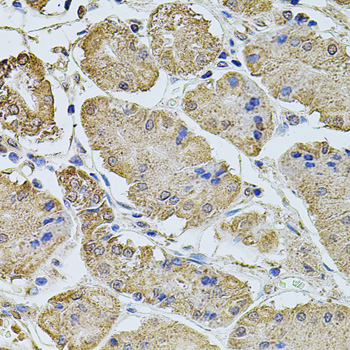 Rabbit anti-PTCD3 Polyclonal Antibody