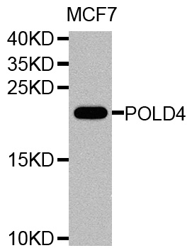 Rabbit anti-POLD4 Polyclonal Antibody