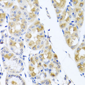Rabbit anti-TMEM43 Polyclonal Antibody