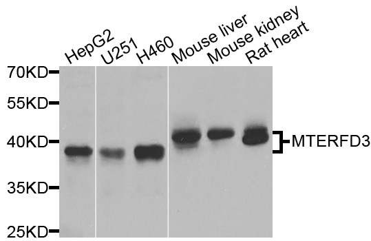 Rabbit anti-MTERFD3 Polyclonal Antibody