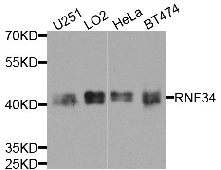 Rabbit anti-RNF34 Polyclonal Antibody