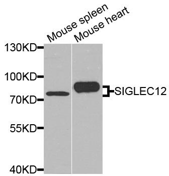 Rabbit anti-SIGLEC12 Polyclonal Antibody