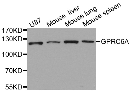 Rabbit anti-GPRC6A Polyclonal Antibody