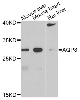 Rabbit anti-AQP8 Polyclonal Antibody