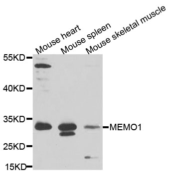 Rabbit anti-MEMO1 Polyclonal Antibody
