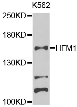 Rabbit anti-HFM1 Polyclonal Antibody