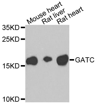 Rabbit anti-GATC Polyclonal Antibody