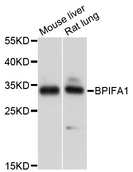 Rabbit anti-BPIFA1 Polyclonal Antibody