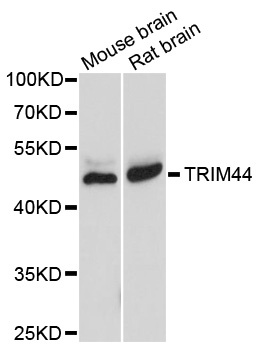 Rabbit anti-TRIM44 Polyclonal Antibody