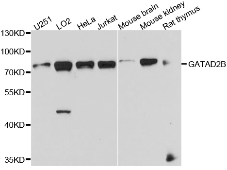Rabbit anti-GATAD2B Polyclonal Antibody