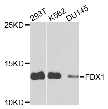 Rabbit anti-FDX1 Polyclonal Antibody
