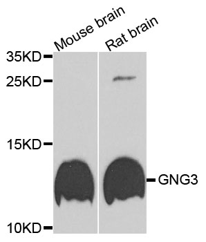 Rabbit anti-GNG3 Polyclonal Antibody