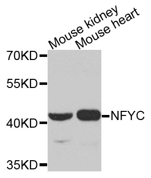 Rabbit anti-NFYC Polyclonal Antibody