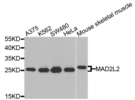Rabbit anti-MAD2L2 Polyclonal Antibody