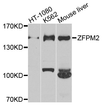 Rabbit anti-ZFPM2 Polyclonal Antibody