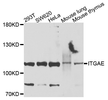 Rabbit anti-ITGAE Polyclonal Antibody