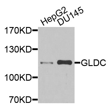 Rabbit anti-GLDC Polyclonal Antibody