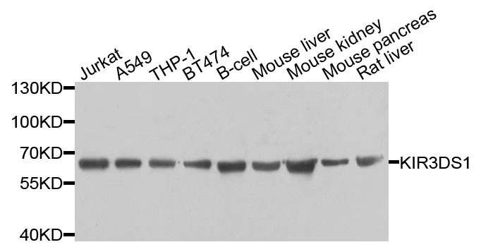 Rabbit anti-KIR3DS1 Polyclonal Antibody