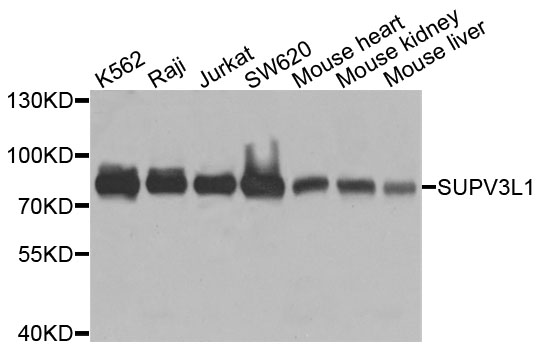 Rabbit anti-SUPV3L1 Polyclonal Antibody