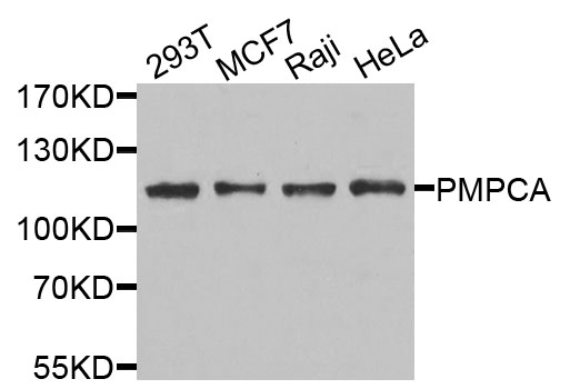 Rabbit anti-PMPCA Polyclonal Antibody