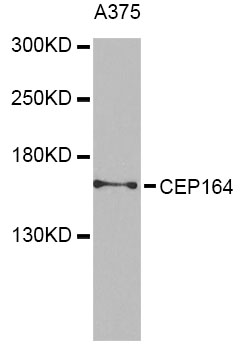 Rabbit anti-CEP164 Polyclonal Antibody