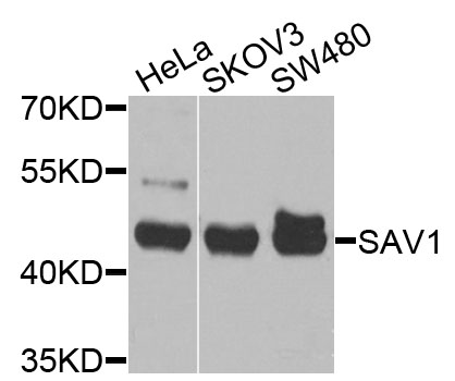 Rabbit anti-SAV1 Polyclonal Antibody