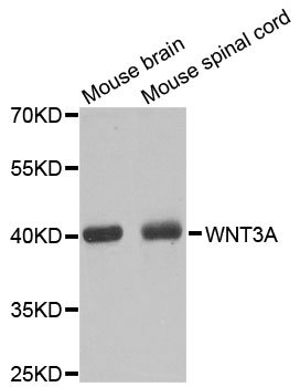 Rabbit anti-WNT3A Polyclonal Antibody