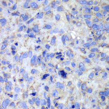 Rabbit anti-CASP7 Polyclonal Antibody