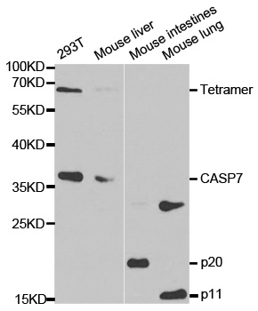 Rabbit anti-CASP7 Polyclonal Antibody