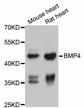 Rabbit anti-BMP4 Polyclonal Antibody