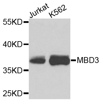 Rabbit anti-MBD3 Polyclonal Antibody