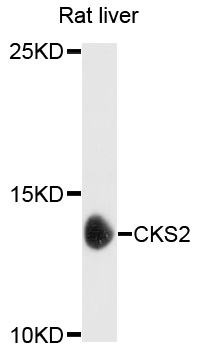 Rabbit anti-CKS2 Polyclonal Antibody