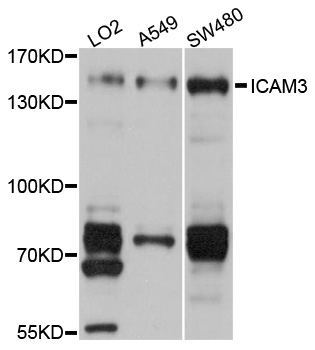 Rabbit anti-ICAM3 Polyclonal Antibody