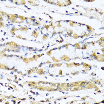 Rabbit anti-GNRH1 Polyclonal Antibody