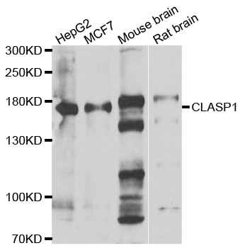 Rabbit anti-CLASP1 Polyclonal Antibody